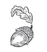 A drawing of an acorn with leaves hanging from it.